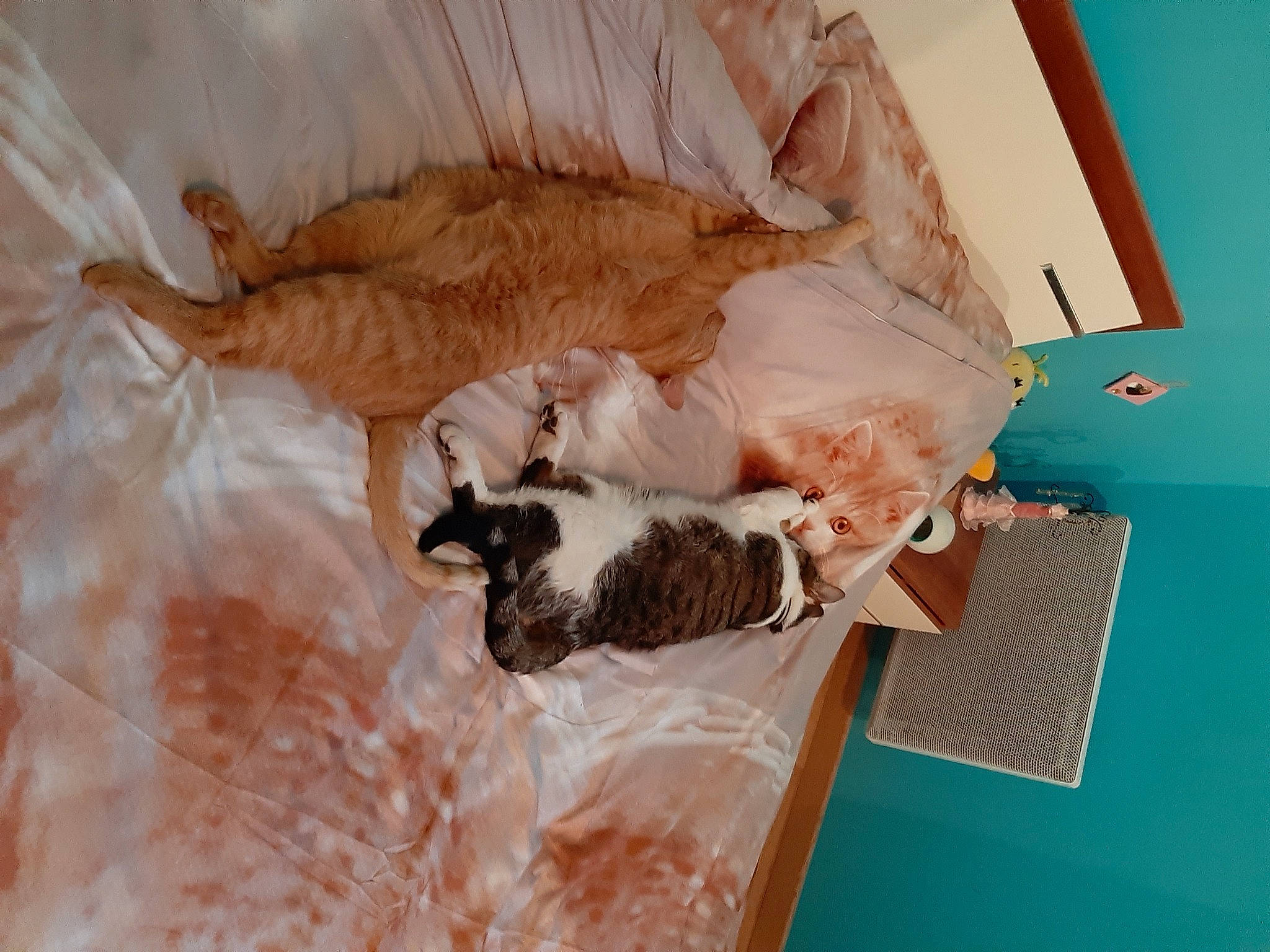 Kinder a rejoint le concours — aidez-le/la à gagner de superbes lots ! carnivore, cat, fawn, felidae, fur, kitten, small_to_medium_sized_cats, tail