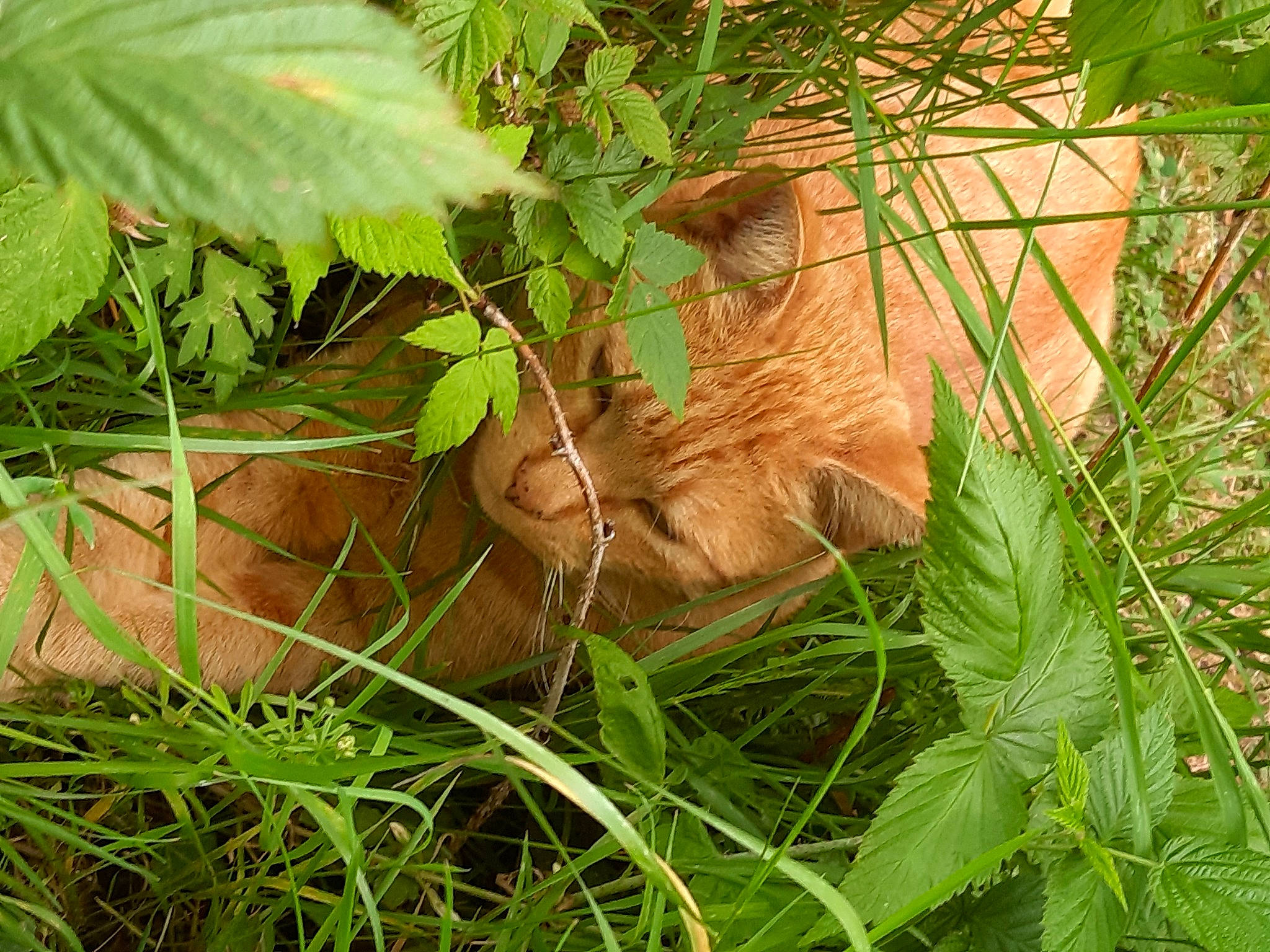 Kinder a rejoint le concours — aidez-le/la à gagner de superbes lots ! carnivore, cat, fawn, felidae, grass, organism, plant, small_to_medium_sized_cats