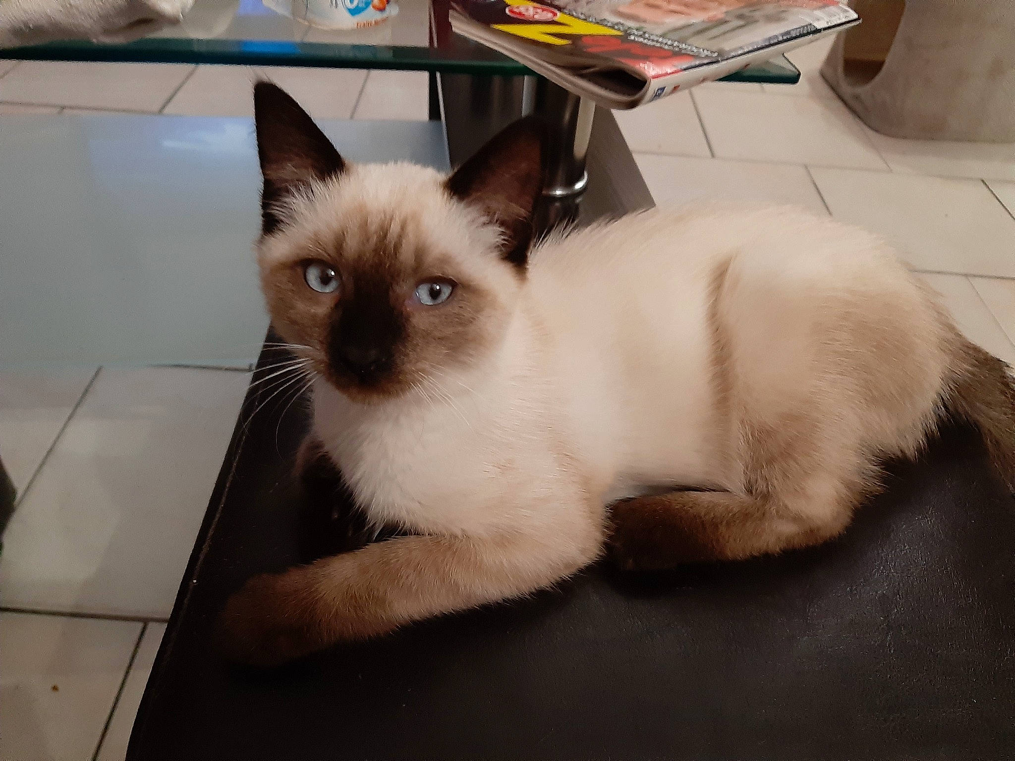 Rubis a rejoint le concours — aidez-le/la à gagner de superbes lots ! asian, balinese, birman, burmese, carnivore, cat, colorpoint_shorthair, eye, felidae, head, himalayan, iris, javanese, mammal, siamese, small_to_medium_sized_cats, thai, tonkinese, vertebrate, whiskers
