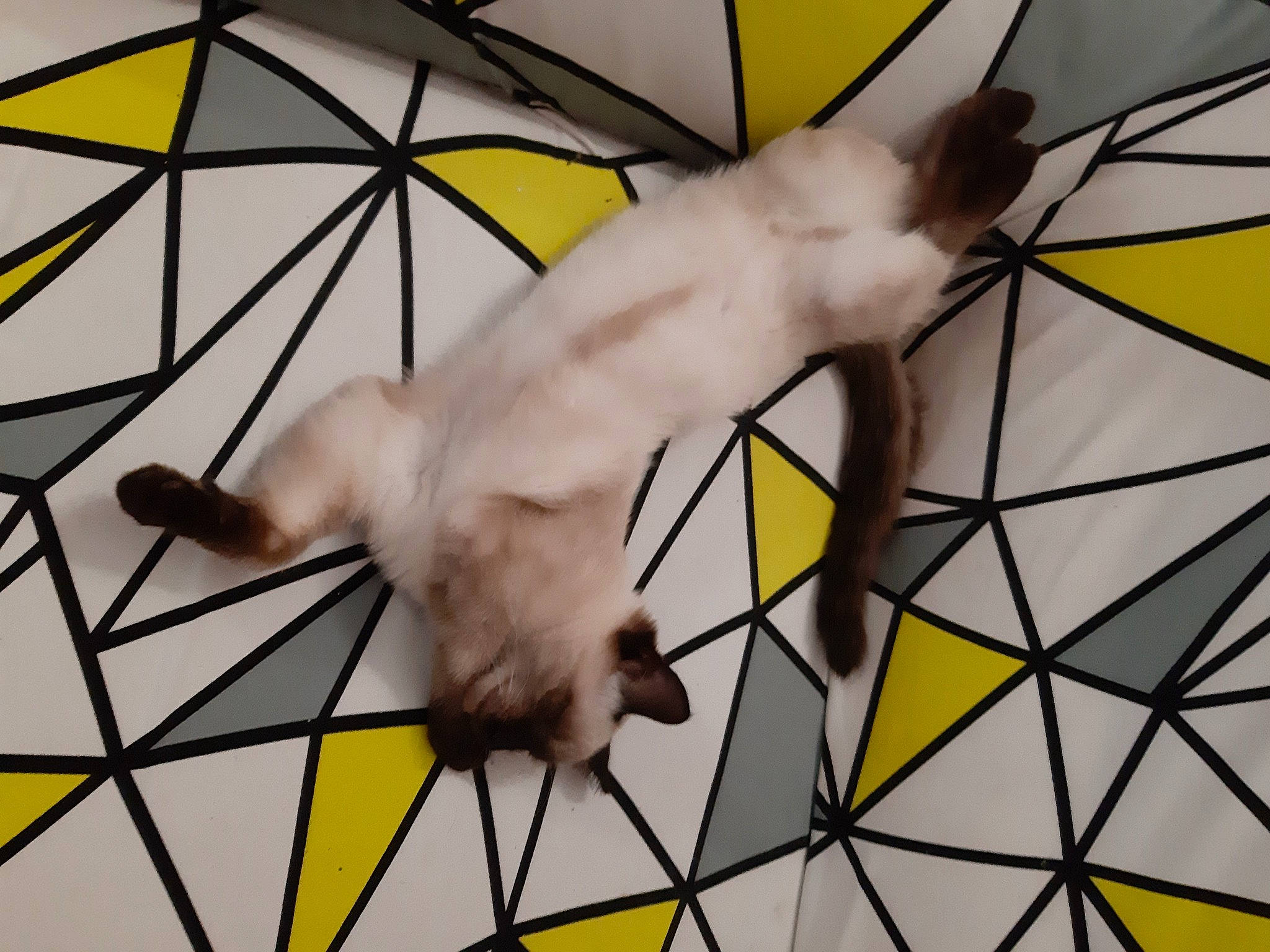 Rubis a rejoint le concours — aidez-le/la à gagner de superbes lots ! bicycle_wheel, cat, felidae, small_to_medium_sized_cats