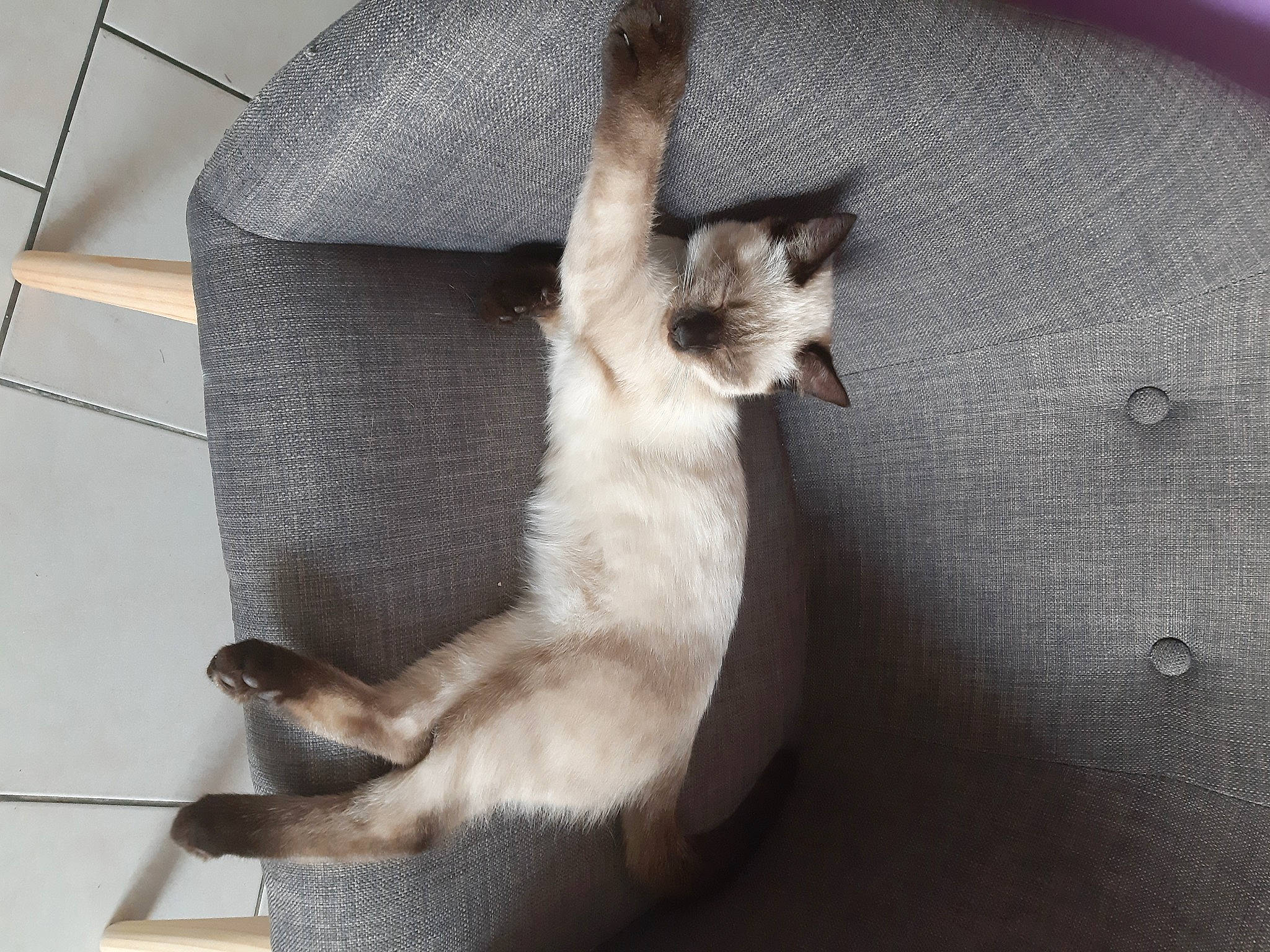 Rubis participe au concours pour gagner de l'argent avec cette photo : asian, balinese, burmese, burmilla, carnivore, cat, fawn, felidae, javanese, mammal, paw, siamese, singapura, small_to_medium_sized_cats, snout, snowshoe, tail, thai, tonkinese, whiskers