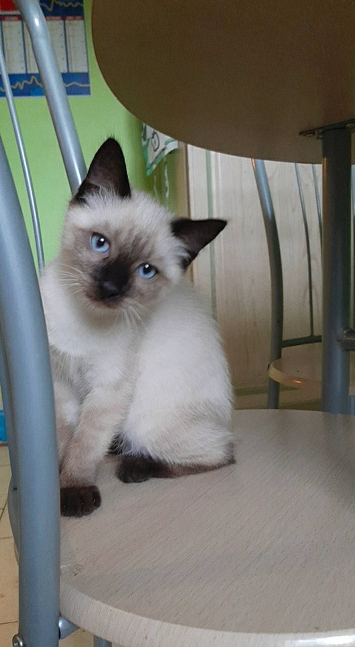 Rubis a rejoint le concours — aidez-le/la à gagner de superbes lots ! asian, balinese, birman, carnivore, cat, eye, felidae, himalayan, iris, kitten, mammal, ragdoll, siamese, skin, small_to_medium_sized_cats, snowshoe, thai, tonkinese, vertebrate, whiskers