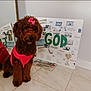 Akari joined the competition — help win amazing prizes! dog, brown, pink_clothing, bow, mirror, reflection, indoor, floor_tiles, collage_board, words, sitting, pet, cute, fur, small_dog, decor, wall, home, portrait, animal