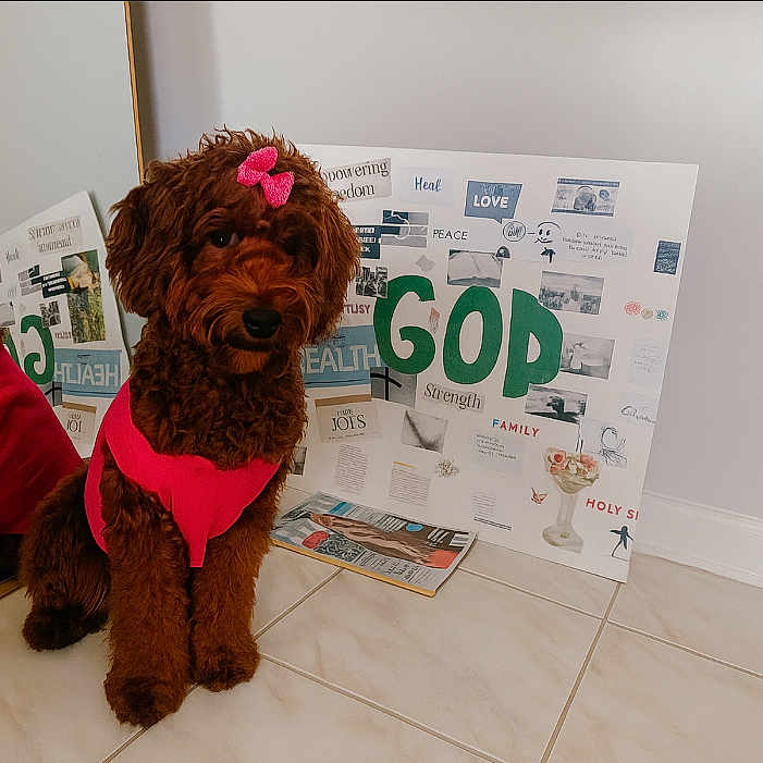 Akari joined the competition — help win amazing prizes! animal, bow, brown, collage_board, cute, decor, dog, floor_tiles, fur, home, indoor, mirror, pet, pink_clothing, portrait, reflection, sitting, small_dog, wall, words