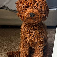 Akari is registered to the contest to win money with this photo: dog, brown, curly_fur, pet, indoor, carpet, bed, animal, cute, fluffy, sitting, mammal, fur, companion, household, canine, young, portrait, furry, domestic