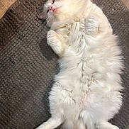 Chanel a rejoint le concours — aidez-le/la à gagner de superbes lots ! animal, cat, cozy, cute, domestic, feline, floor, fluffy, fur, indoor, lying_down, mat, paw, pet, relaxed, resting, sleepy, soft, whiskers, white