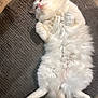 animal, cat, cozy, cute, domestic, feline, floor, fluffy, fur, indoor, lying_down, mat, paw, pet, relaxed, resting, sleepy, soft, whiskers, white