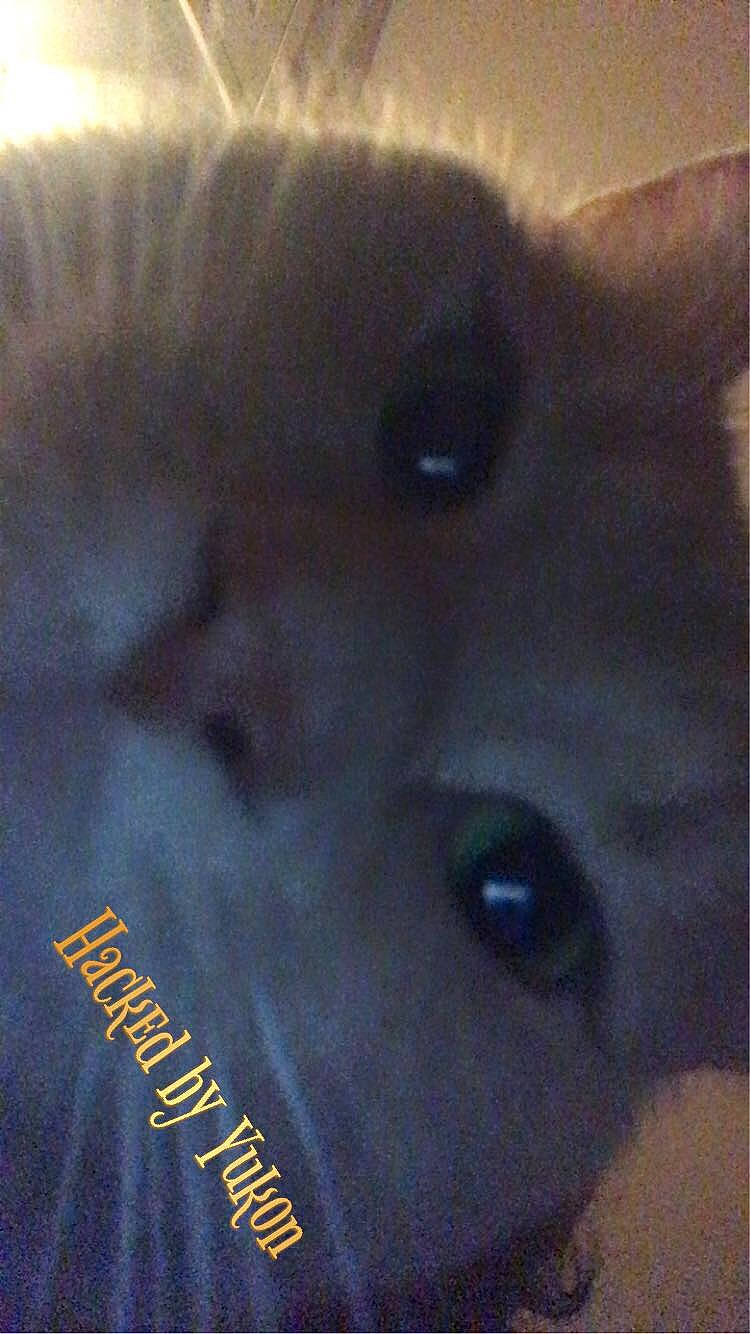 Yoda is registered to the contest to win money with this photo: carnivore, cat, curious, dog_breed, ear, eyelash, fawn, felidae, fur, photo_caption, siamese, small_to_medium_sized_cats, snout, terrestrial_animal, whiskers, working_animal