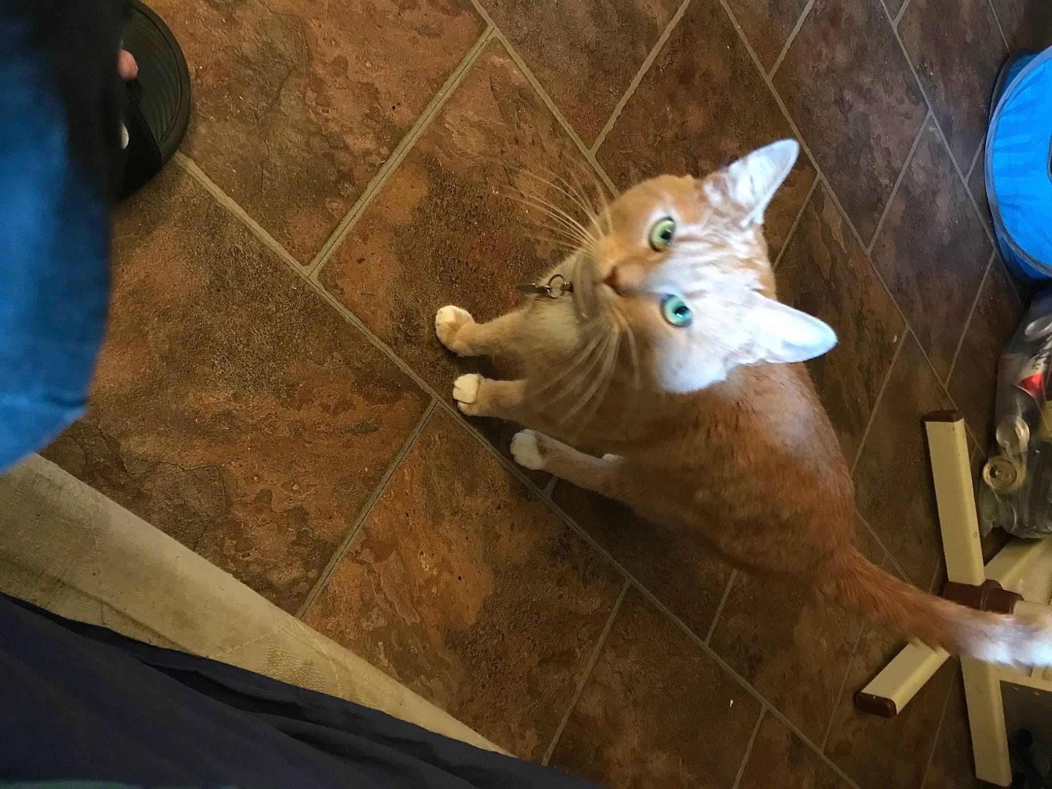 Yoda joined the competition — help win amazing prizes! brown, canidae, carnivore, cat, domestic_short_haired_cat, electric_blue, fawn, felidae, floor, flooring, fur, hardwood, human_leg, paw, small_to_medium_sized_cats, snout, sporting_group, tail, whiskers, wood