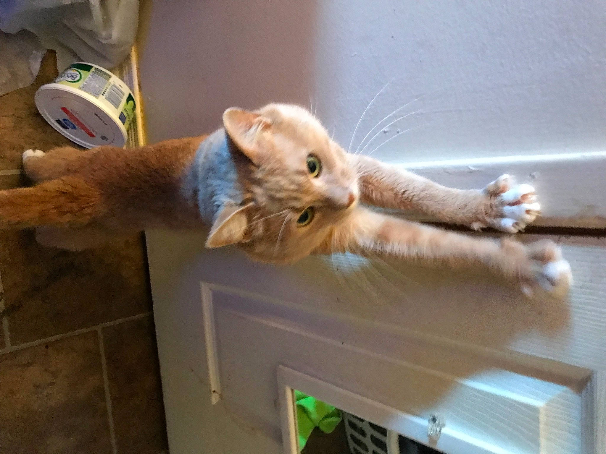 Yoda joined the competition — help win amazing prizes! canidae, carnivore, cat, claw, domestic_short_haired_cat, fawn, felidae, fur, hardwood, paw, room, small_to_medium_sized_cats, snout, tail, whiskers, wood