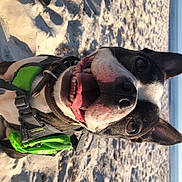 Roger is registered to the contest to win money with this photo: carmine, carnivore, dog_breed, eyewear, freezing, glasses, goggles, head, helmet, jaw, personal_protective_equipment, recreation, sky, slope, snout, snow, sports_gear, sunglasses, vision_care, whiskers