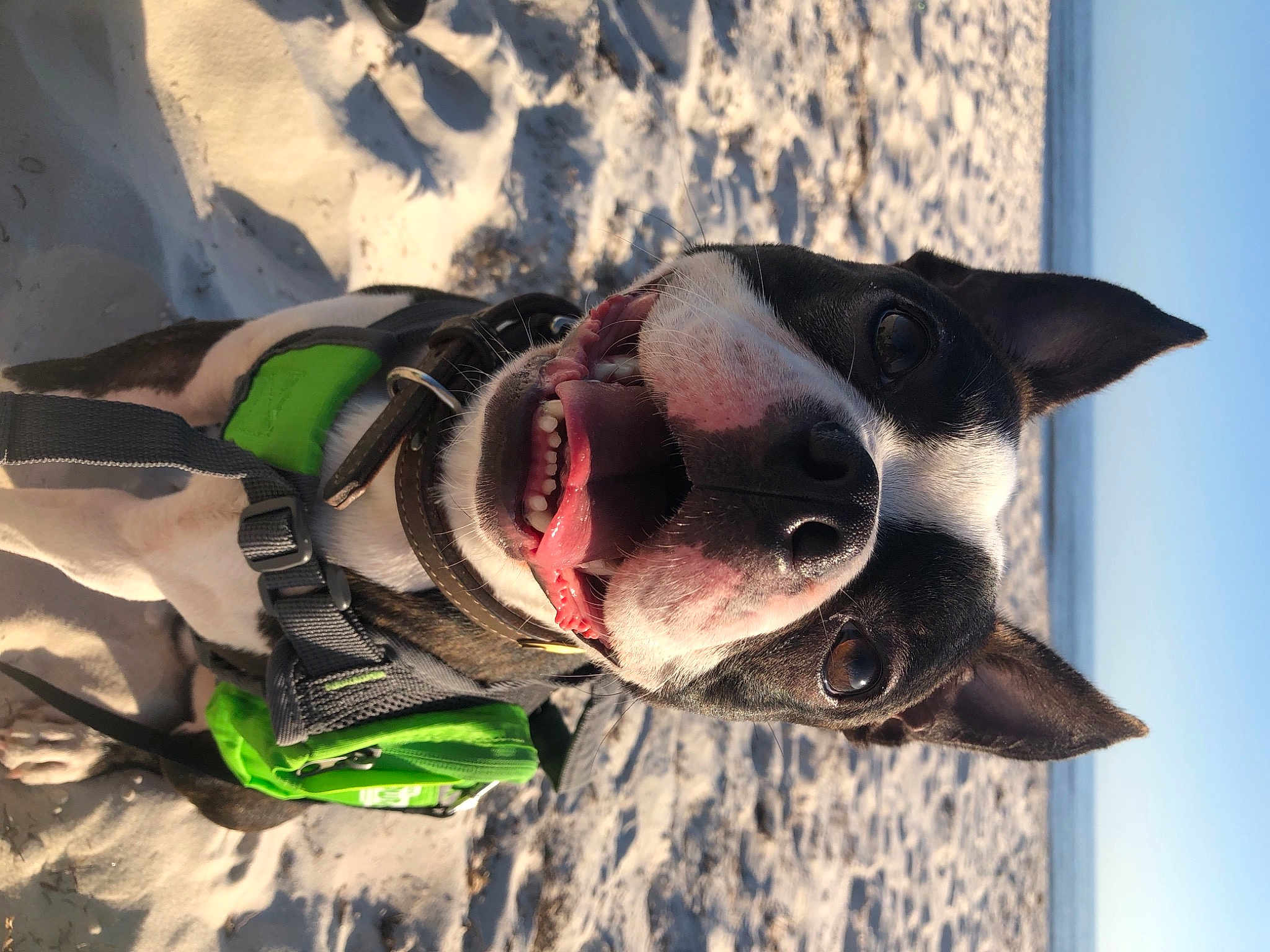 Roger is registered to the contest to win money with this photo: carmine, carnivore, dog_breed, eyewear, freezing, glasses, goggles, head, helmet, jaw, personal_protective_equipment, recreation, sky, slope, snout, snow, sports_gear, sunglasses, vision_care, whiskers