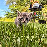 kitten, cat, gray_fur, blue_eyes, whiskers, ears, animal, pet, grass, garden, outdoor, nature, wildlife, portrait, close_up, bokeh, sunlight, bird_feeder, greenery, curious
