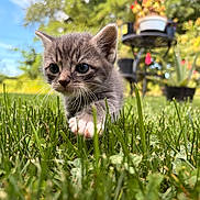 Pino is registered to the contest to win money with this photo: kitten, cat, gray_fur, white_paw, grass, garden, outdoors, nature, animal, pet, whiskers, ears, eyes, walking, crouching, close_up, portrait, bokeh, sunlight, bird_feeder