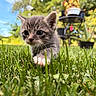 kitten, cat, gray_fur, white_paw, grass, garden, outdoors, nature, animal, pet, whiskers, ears, eyes, walking, crouching, close_up, portrait, bokeh, sunlight, bird_feeder
