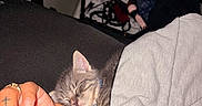Pino is registered to the contest to win money with this photo: cat, kitten, sleeping, sleepy, gray_fur, pet, animal, close_up, indoors, cozy, blanket, human_hand, human_arm, couch, home, shelf, household_items, collar, relaxed, cute