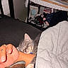 cat, kitten, sleeping, sleepy, gray_fur, pet, animal, close_up, indoors, cozy, blanket, human_hand, human_arm, couch, home, shelf, household_items, collar, relaxed, cute