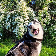 Winter is registered to the contest to win money with this photo: dog, husky, siberian_husky, canine, pet, animal, smiling, open_mouth, outdoor, garden, grass, flowers, blossoms, greenery, sunlight, harness, fur, portrait, happy, nature