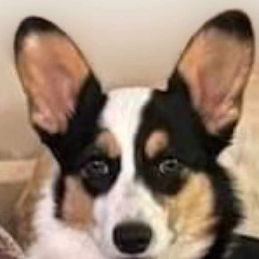 Bandit