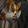 dog, puppy, pet, brown_and_white, short_hair, upright_ears, wide_eyes, black_nose, toy, plush_toy, chew_toy, couch, blanket, indoor, home, portrait, close_up, sitting, playful, cozy