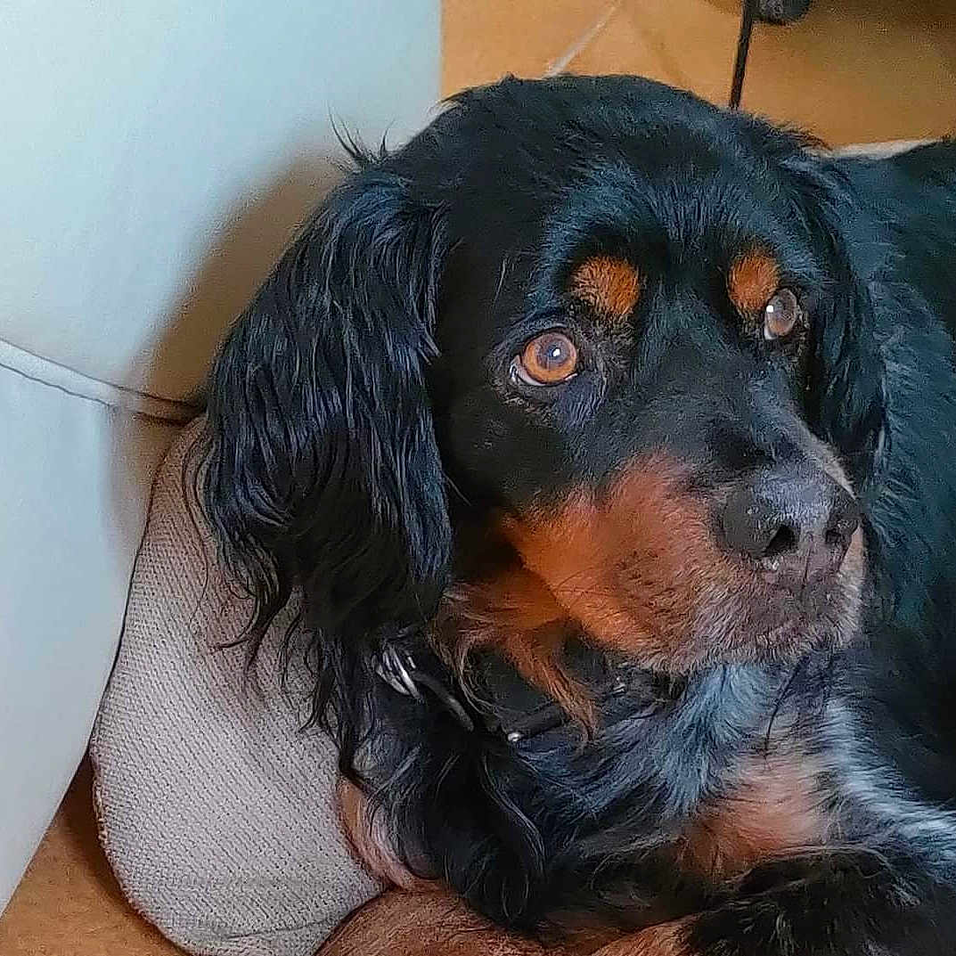 Ilos participe au concours pour gagner de l'argent avec cette photo : dog, pet, black_fur, brown_fur, couch, cushion, indoor, close_up, resting, animal, canine, fur, portrait, domestic_animal, looking_away, cozy, companion, mammal, household, relaxed