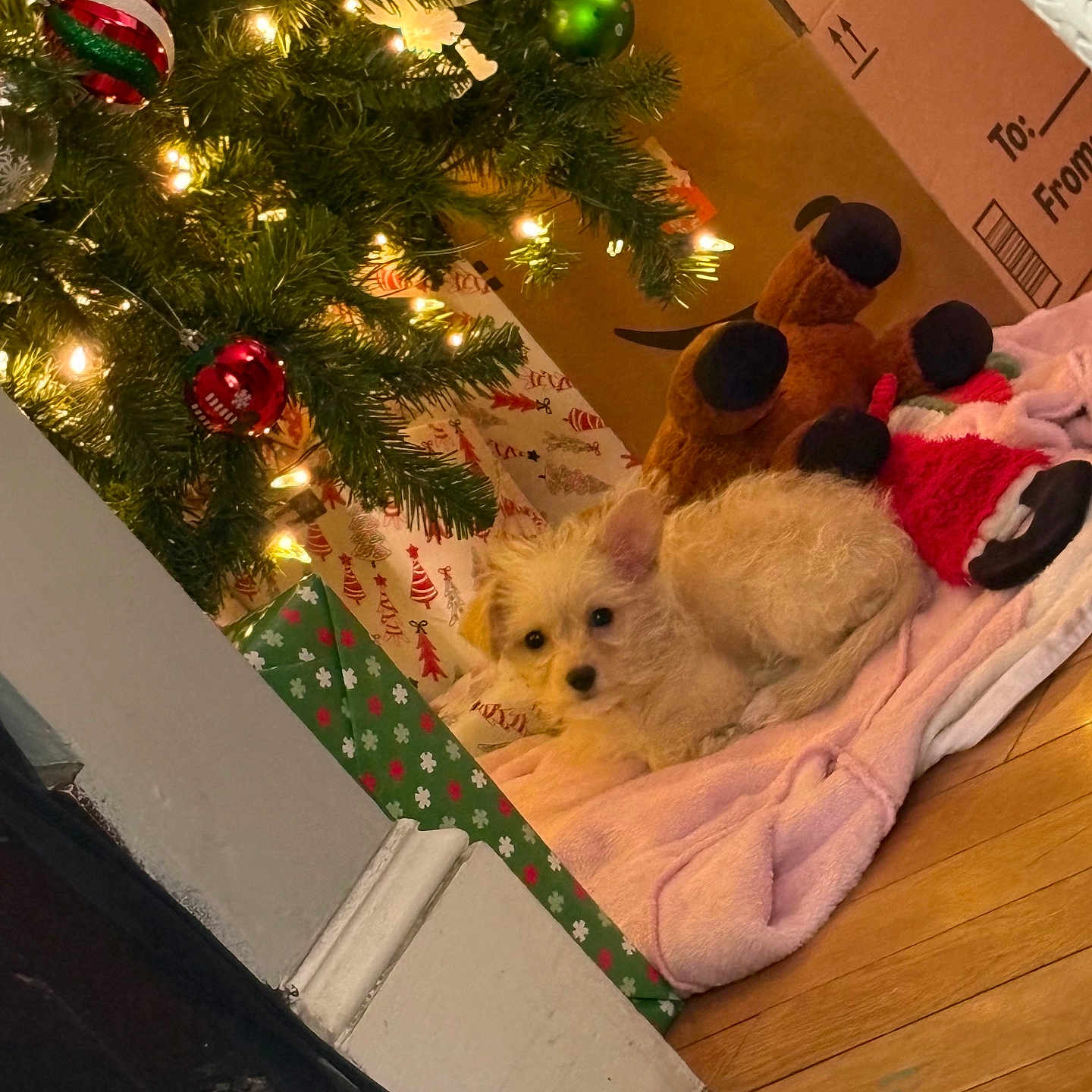 Oliver joined the competition — help win amazing prizes! blanket, christmas_lights, christmas_tree, cozy, cute, decorations, dog, festive, festivity, gift_wrap, holiday, home, indoor, ornaments, pet, plush_toy, puppy, relaxing, soft_toy, wooden_floor