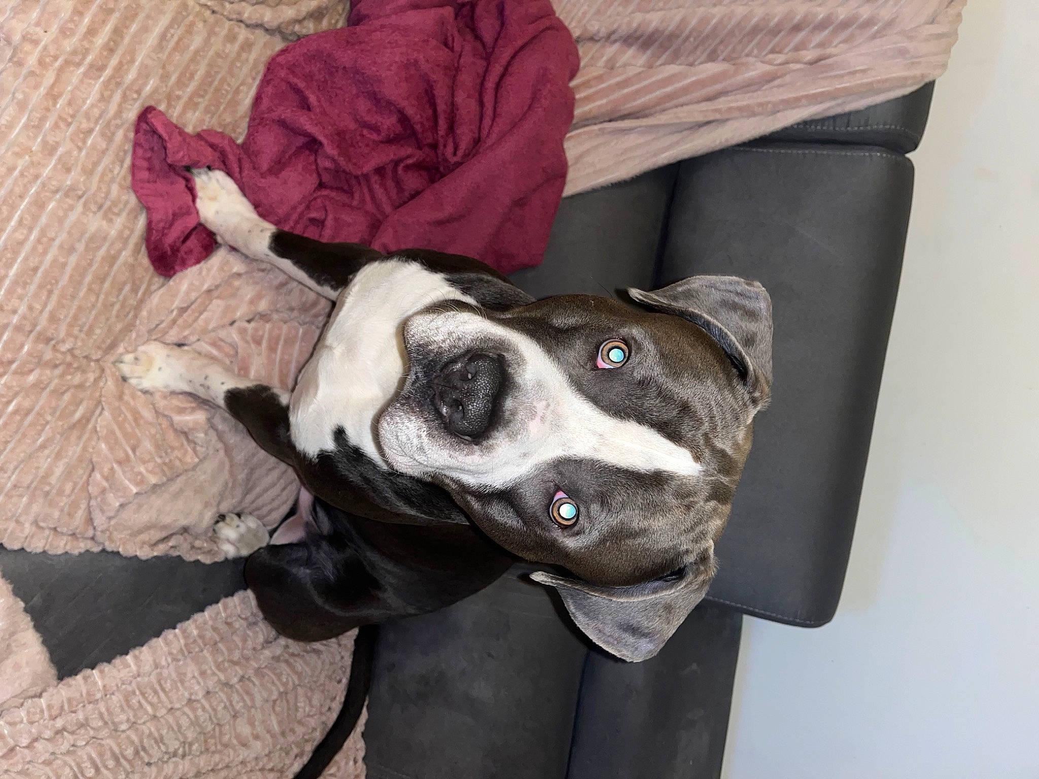 Koda a rejoint le concours — aidez-le/la à gagner de superbes lots ! carnivore, collar, comfort, companion_dog, dog, dog_breed, dog_collar, dog_supply, fawn, fur, grey, guard_dog, linens, non_sporting_group, pet_supply, snout, sporting_group, whiskers, working_animal