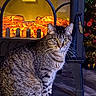 cat, tabby_cat, fireplace, electric_fireplace, indoor, floor, wood_floor, furniture, warm_light, pet, animal, whiskers, sitting, curious, cozy, christmas_tree, decoration, home, evening, domestic_cat