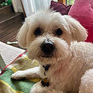 Mystik participe au concours pour gagner de l'argent avec cette photo : dog, white_dog, fluffy, pet, canine, portrait, closeup, face, eyes, nose, long_hair, sitting, lying_down, blanket, cushion, window, indoor, home, sunlight, cute