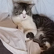 Biff joined the competition — help win amazing prizes! cat, gray_cat, white_cat, tabby, pet, animal, feline, sleepy, relaxed, lying_down, paw, whiskers, ears, eyes, fur, bed, blanket, bedding, indoors, cozy