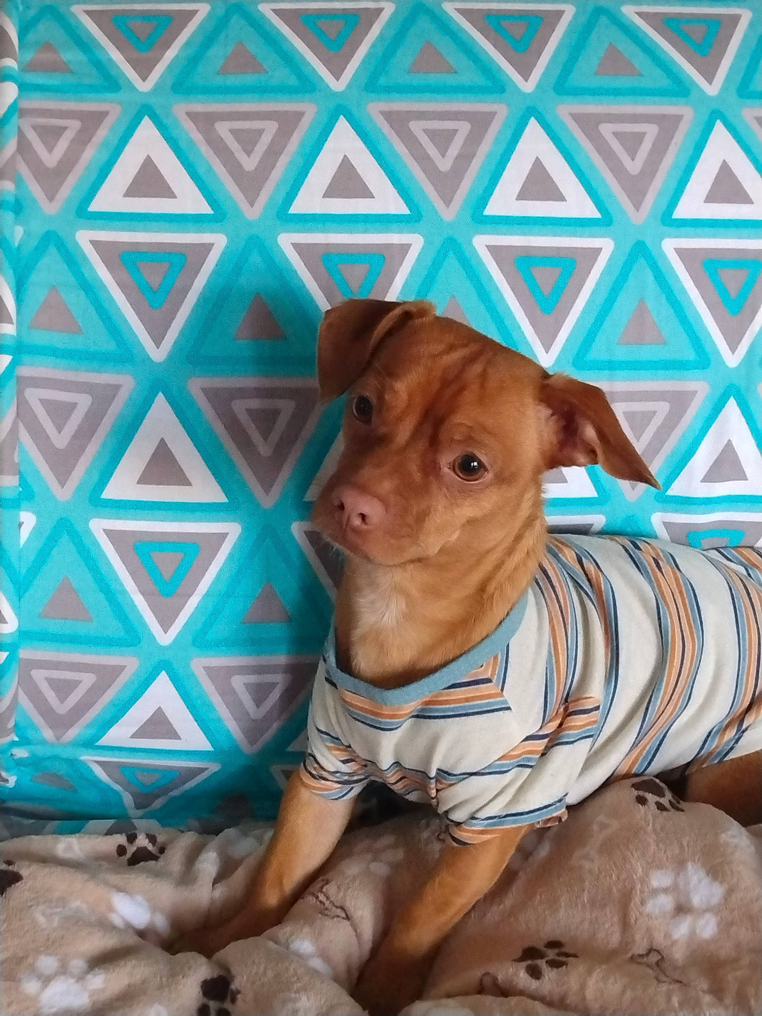 Loco is registered to the contest to win money with this photo: art, blue, canidae, carnivore, companion_dog, dog, dog_breed, fawn, liver, livestock, pattern, pet_supply, snout, sporting_group, terrestrial_animal, toy, whiskers, wood, working_animal, wrinkle