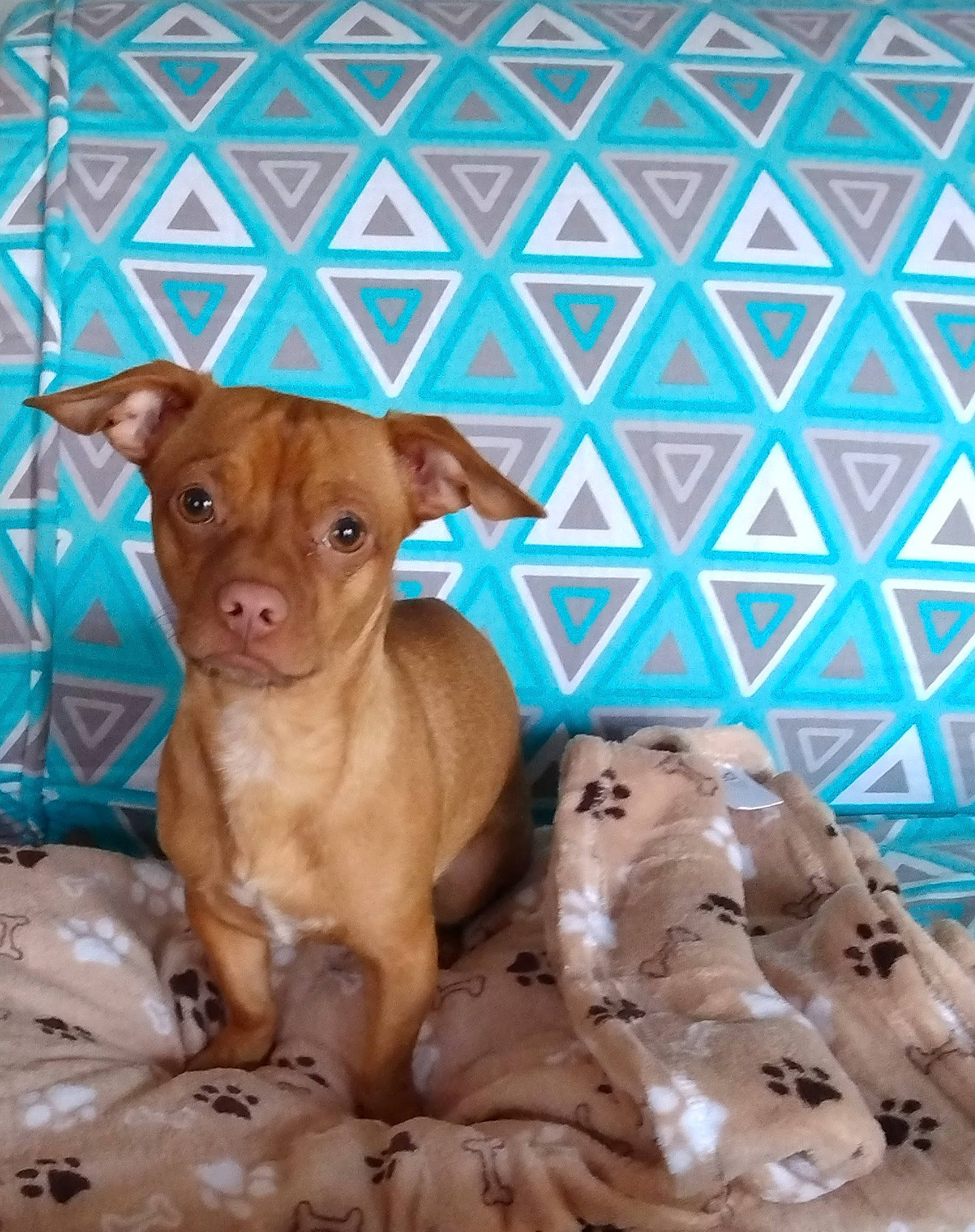 Loco is registered to the contest to win money with this photo: art, blue, brown, canidae, carnivore, companion_dog, dog, dog_breed, dog_supply, fawn, liver, pattern, pet_supply, puppy, snout, sporting_group, terrestrial_animal, whiskers, wood, working_animal