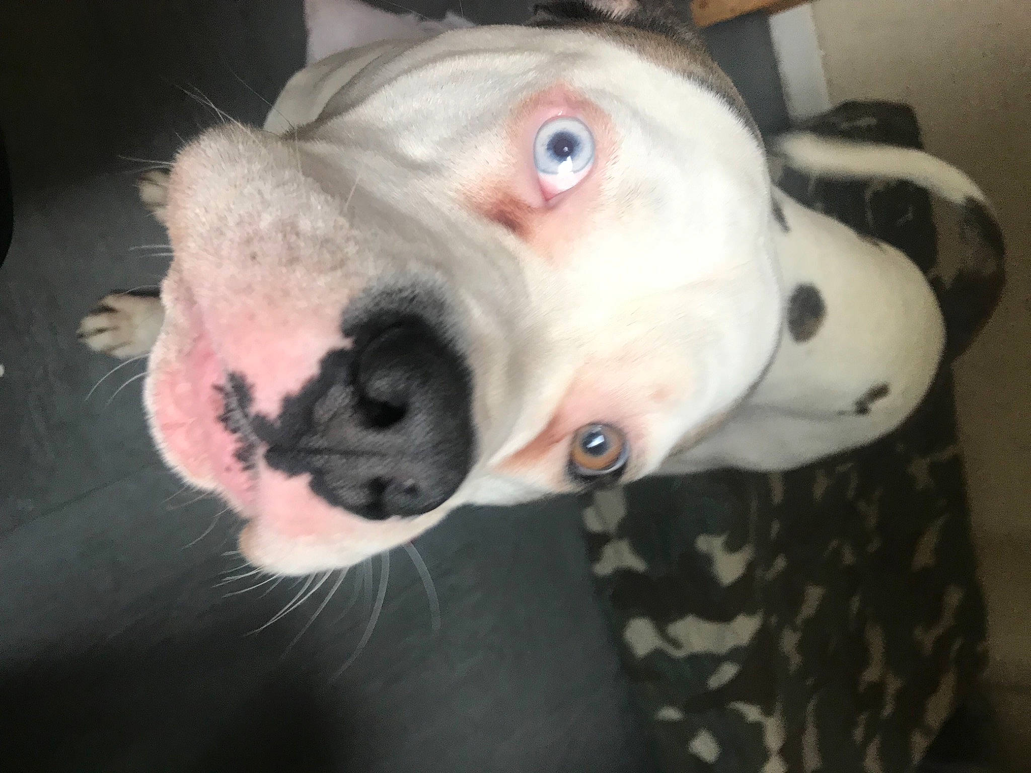 Kenzo joined the competition — help win amazing prizes! canidae, carnivore, collar, companion_dog, costume, dog, dog_breed, ear, fawn, fur, head, jaw, non_sporting_group, snout, sporting_group, stuffed_toy, terrestrial_animal, toy, whiskers, working_animal