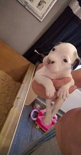 Kenzo joined the competition — help win amazing prizes! canidae, carnivore, comfort, companion_dog, dog, dog_breed, dog_supply, fawn, flooring, pet_supply, puppy_love, selfie, snout, sporting_group, tail, toy, toy_dog, whiskers, wood, working_animal