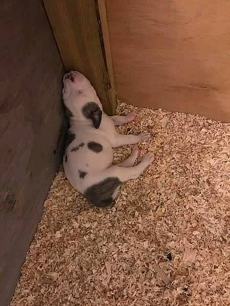 Kenzo joined the competition — help win amazing prizes! ball, carnivore, companion_dog, dog, dog_breed, fawn, floor, flooring, football, fur, hardwood, paw, small_to_medium_sized_cats, snout, tail, terrestrial_animal, toy, whiskers, wood, working_animal