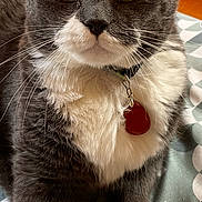 Galopin participe au concours pour gagner de l'argent avec cette photo : animal, bed, blanket, cat, closeup, collar, cute, ears, feline, fur, gray_cat, indoor, patterned_blanket, paw, pet, portrait, relaxed, tag, whiskers, white_fur