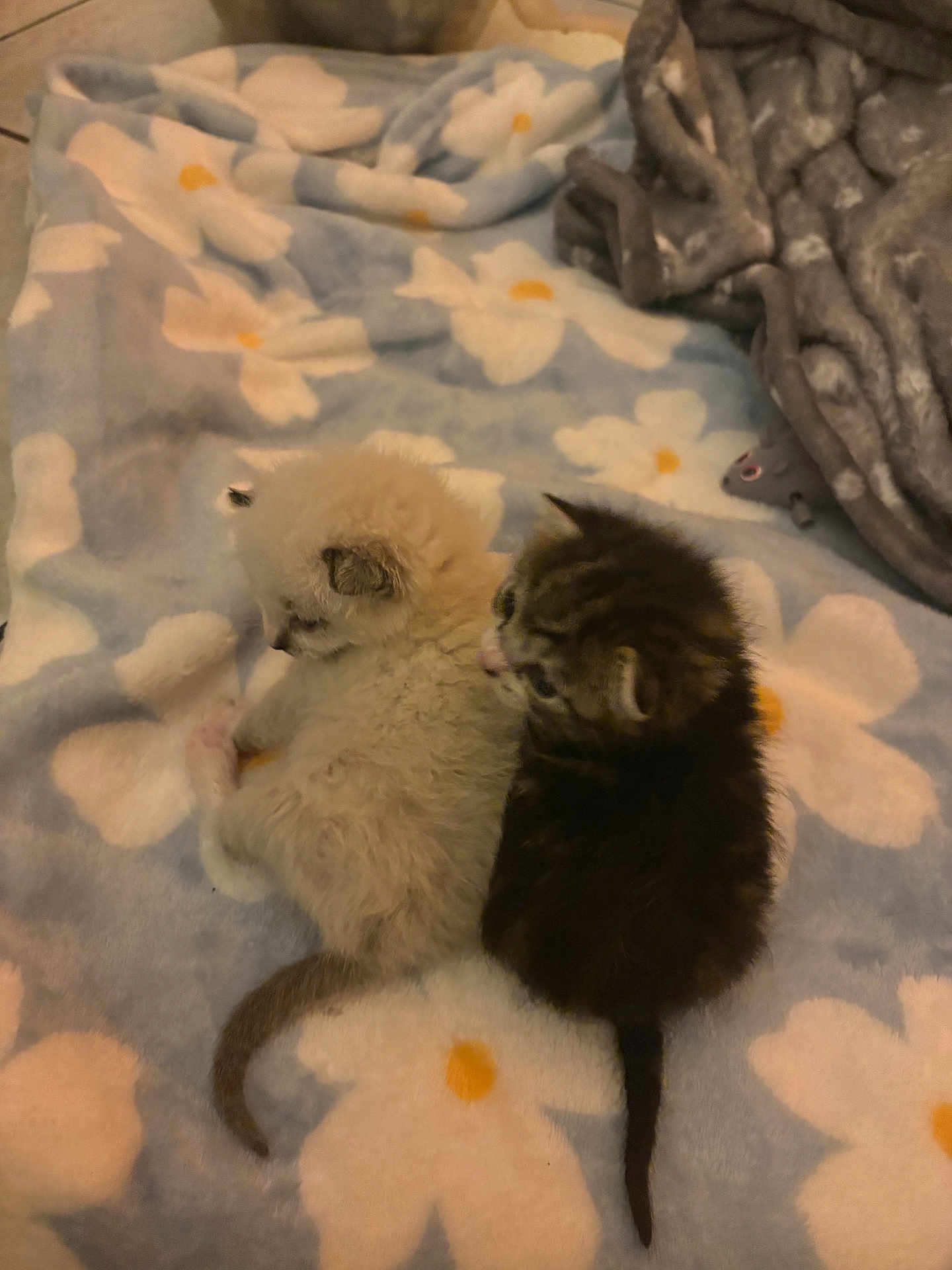 Blanche Et Tigri participe au concours pour gagner de l'argent avec cette photo : kitten, cat, cute, fluffy, striped, cuddle, blanket, flower_pattern, soft, pet, animal, indoor, sleepy, tail, fur, resting, small, young, cozy, comfort