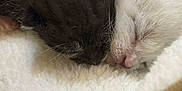 Blanche Et Tigri participe au concours pour gagner de l'argent avec cette photo : kitten, newborn, sleeping, black_cat, white_cat, fur, nose, closeup, soft, blanket, bed, cozy, cute, animal, pet, snuggle, rest, tiny, peaceful, indoor