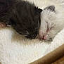 kitten, newborn, sleeping, black_cat, white_cat, fur, nose, closeup, soft, blanket, bed, cozy, cute, animal, pet, snuggle, rest, tiny, peaceful, indoor