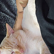 Korin joined the competition — help win amazing prizes! abyssinian, animal, ankle, arm, blanket, bodypart, cat, face, hand, head, kitten, manx, person, pet, photography, portrait, skin, sleeping, tattoo, wrist