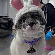 Niko joined the competition — help win amazing prizes! animal, bunny_ears, cat, close_up, collar, costume, curious, cute, face, gloves, gray, hat, indoor, person, pet, portrait, table, tag, whiskers, white