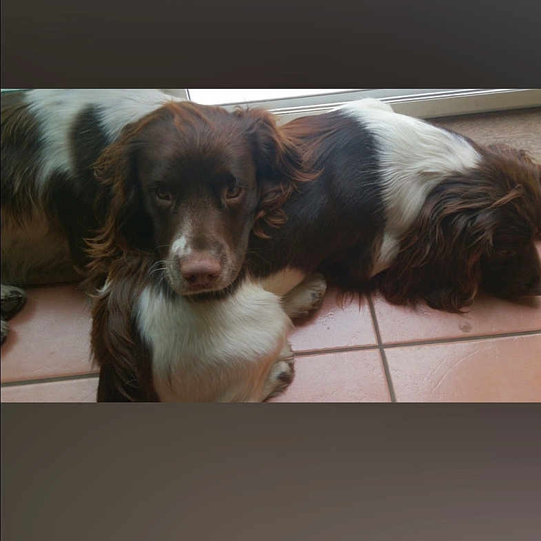 Tommy And Rebel is registered to the contest to win money with this photo: animal, brown_and_white, calm, canine, closeup, companion, cute, dog, domestic, fur, home, indoor, lying, pet, relaxing, resting, sleeping, tile_floor, two_dogs, window