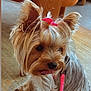 Sabrina David participe au concours pour gagner de l'argent avec cette photo : animal, carpet, companion, curious, cute, dog, domestic_animal, ears, fur, household, indoor, leash, pet, pink_bow, pink_leash, sitting, small_dog, tongue_out, wooden_furniture, yorkshire_terrier