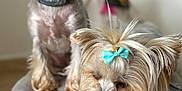 Sabrina David participe au concours pour gagner de l'argent avec cette photo : adorable, animal, blurry_background, bow, companion, cozy, cushion, cute, cute_pets, dog, domestic_animal, fur, fur_texture, indoor, pet, portrait, resting, sitting, small_dog, yorkshire_terrier