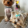 adorable, animal, blurry_background, bow, companion, cozy, cushion, cute, cute_pets, dog, domestic_animal, fur, fur_texture, indoor, pet, portrait, resting, sitting, small_dog, yorkshire_terrier