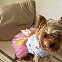 Sabrina David participe au concours pour gagner de l'argent avec cette photo : animal, beige, close_up, couch, curious, cute, decor, dog, floral, fur, indoor, pet, pillows, pink_tutu, portrait, small_dog, standing, tutu, white_clothing, yorkshire_terrier