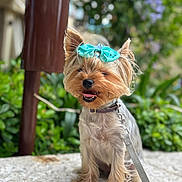 Sabrina David participe au concours pour gagner de l'argent avec cette photo : animal, blurred_background, bow, collar, cute, dog, ears, fur, greenery, happy, leash, nature, outdoor, pet, portrait, sitting, small_dog, sunlight, tongue, yorkshire_terrier