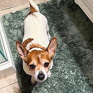 Daisy joined the competition — help win amazing prizes! animal, bathmat, bathroom, brown_fur, canine, companion, curious, cute, dog, domestic_animal, ears, floor, friendly, green_rug, indoor, looking_up, pets, small_dog, tile_floor, white_fur
