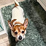 animal, bathmat, bathroom, brown_fur, canine, companion, curious, cute, dog, domestic_animal, ears, floor, friendly, green_rug, indoor, looking_up, pets, small_dog, tile_floor, white_fur
