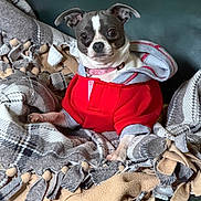 Gracie Boo is registered to the contest to win money with this photo: dog, puppy, hoodie, red_clothing, blanket, fringe, fur, pet, indoor, couch, green_couch, small_dog, cute, cozy, seated, looking_at_camera, animal, comfort, domestic, companion